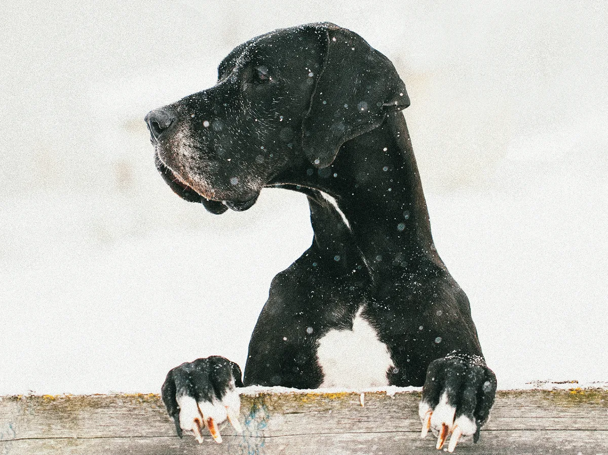 Old.dog